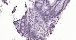 Lamin A/C Antibody in Immunohistochemistry (Paraffin) (IHC (P))