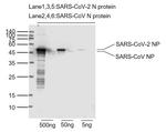 SARS-CoV-2 Nucleocapsid protein Antibody in Western Blot (WB)