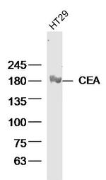 CEA Antibody in Western Blot (WB)