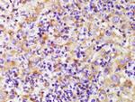 alpha Tubulin Antibody in Immunohistochemistry (Paraffin) (IHC (P))