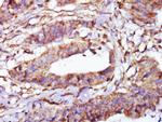 alpha Tubulin Antibody in Immunohistochemistry (Paraffin) (IHC (P))