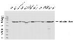 alpha Tubulin Antibody in Western Blot (WB)