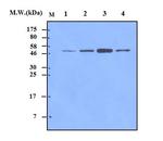 alpha Tubulin Antibody in Western Blot (WB)
