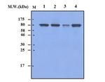 IKK beta Antibody in Western Blot (WB)