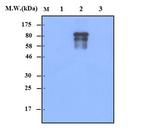 IKK beta Antibody in Western Blot (WB)