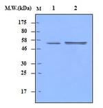 Lyn Antibody in Western Blot (WB)
