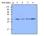 Cyclin D1 Antibody in Western Blot (WB)