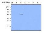 Cyclin D1 Antibody in Western Blot (WB)