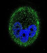 MAPK15 Antibody in Immunocytochemistry (ICC/IF)