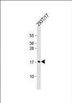 MCFD2 Antibody in Western Blot (WB)