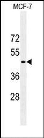GFAP Antibody in Western Blot (WB)