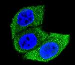 HSPA1A Antibody in Immunocytochemistry (ICC/IF)