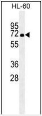 HSPA1A Antibody in Western Blot (WB)