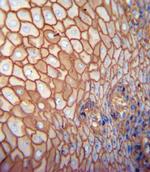 CD44 Antibody in Immunohistochemistry (Paraffin) (IHC (P))