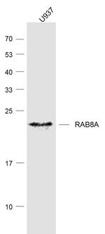 RAB8A Antibody in Western Blot (WB)