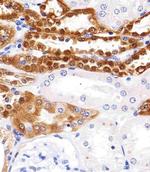UCHL1 Antibody in Immunohistochemistry (Paraffin) (IHC (P))