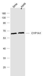 CYP1A1 Antibody in Western Blot (WB)
