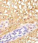 ANXA1 Antibody in Immunohistochemistry (Paraffin) (IHC (P))