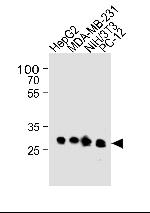 BCL2L1 Antibody in Western Blot (WB)