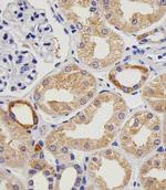 VWF Antibody in Immunohistochemistry (Paraffin) (IHC (P))