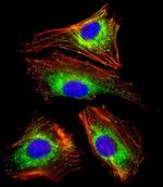 LAMP1 Antibody in Immunocytochemistry (ICC/IF)