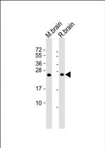 RAB3A Antibody in Western Blot (WB)