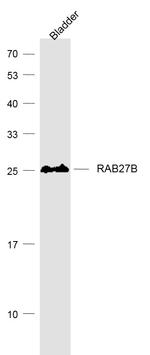 RAB27B Antibody in Western Blot (WB)