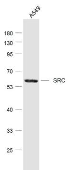 SRC Antibody in Western Blot (WB)