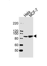 STAT1 Antibody in Western Blot (WB)