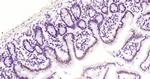 HDAC2 Antibody in Immunohistochemistry (Paraffin) (IHC (P))
