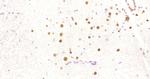 HDAC2 Antibody in Immunohistochemistry (Paraffin) (IHC (P))