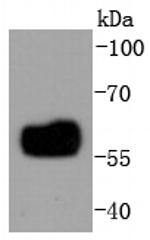 IRF5 Antibody in Western Blot (WB)