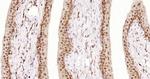 Phospho-MSK1 (Ser376) Antibody in Immunohistochemistry (Paraffin) (IHC (P))