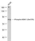 Phospho-MSK1 (Ser376) Antibody in Western Blot (WB)