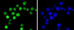 Phospho-Cyclin E1 (Thr77) Antibody in Immunocytochemistry (ICC/IF)