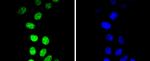 Phospho-Cyclin E1 (Thr77) Antibody in Immunocytochemistry (ICC/IF)
