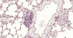 Phospho-HSF1 (Ser326) Antibody in Immunohistochemistry (Paraffin) (IHC (P))