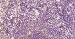 Phospho-HSF1 (Ser326) Antibody in Immunohistochemistry (Paraffin) (IHC (P))
