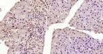Phospho-HSF1 (Ser326) Antibody in Immunohistochemistry (Paraffin) (IHC (P))