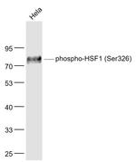 Phospho-HSF1 (Ser326) Antibody in Western Blot (WB)