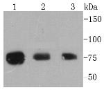 Phospho-RSK1 p90 (Thr359, Ser363) Antibody in Western Blot (WB)