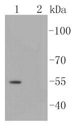 Phospho-Smad3 (Ser423, Ser425) Antibody in Western Blot (WB)