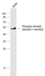 Phospho-Smad3 (Ser423, Ser425) Antibody in Western Blot (WB)