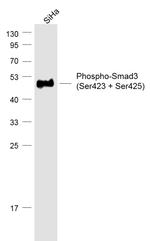 Phospho-Smad3 (Ser423, Ser425) Antibody in Western Blot (WB)
