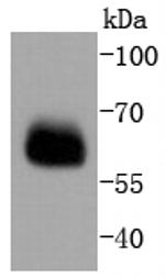 Smad4 Antibody in Western Blot (WB)