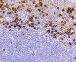 CD9 Antibody in Immunohistochemistry (Paraffin) (IHC (P))