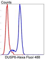 DUSP6 Antibody in Flow Cytometry (Flow)