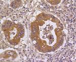 DUSP6 Antibody in Immunohistochemistry (Paraffin) (IHC (P))