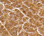 DUSP6 Antibody in Immunohistochemistry (Paraffin) (IHC (P))