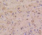 DUSP6 Antibody in Immunohistochemistry (Paraffin) (IHC (P))
